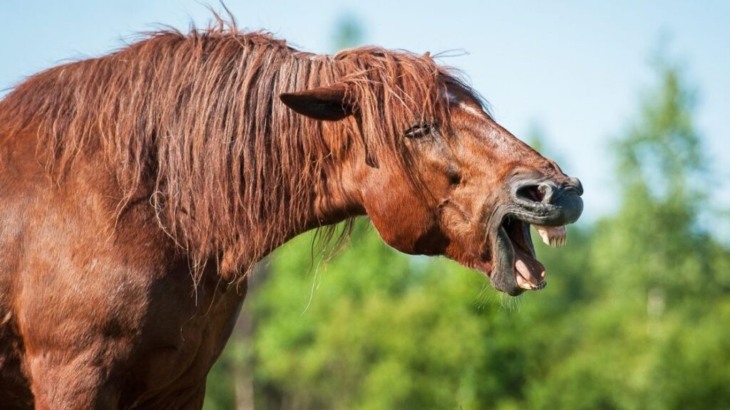 horse racing jokes