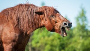 horse racing jokes