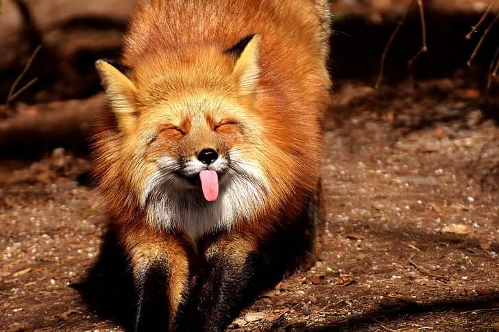 Animal Jokes That Kids and Adults Will Love